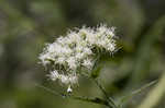 White snakeroot